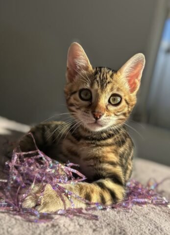 kiki