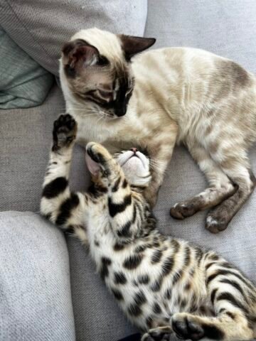sissy's playing