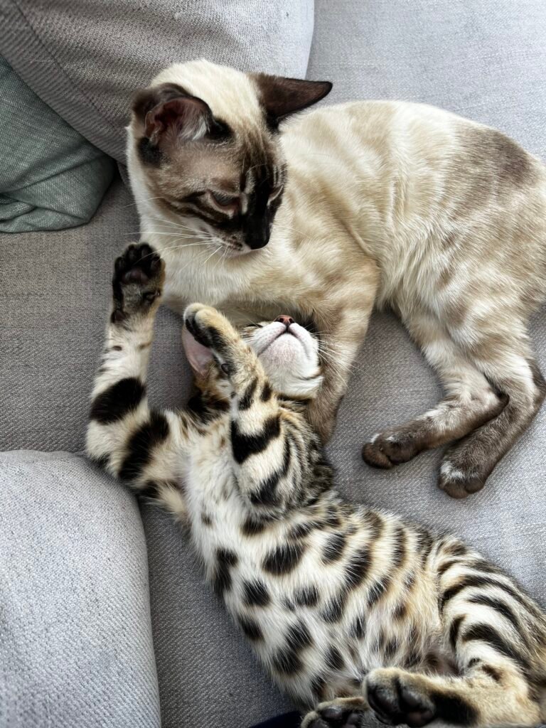 sissy's playing