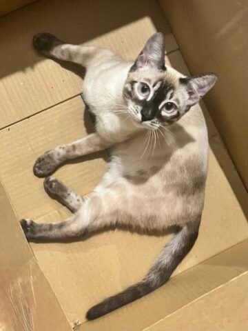 skadi box