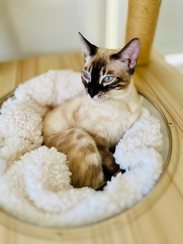 skoodi booboo