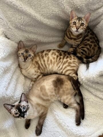 trio of beauties