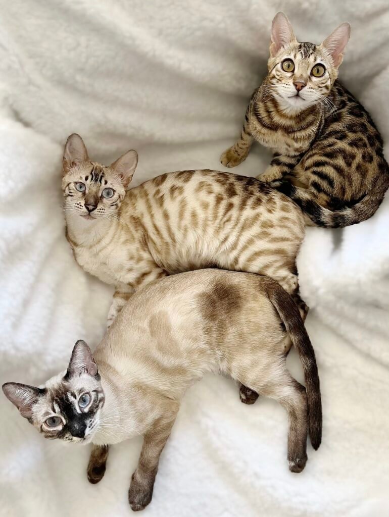 trio of beauties